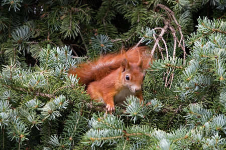Red squirrel in a treeの写真素材