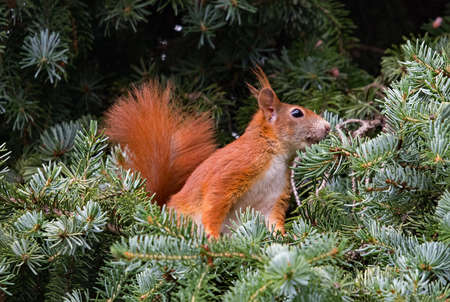 Red squirrel in a treeの写真素材