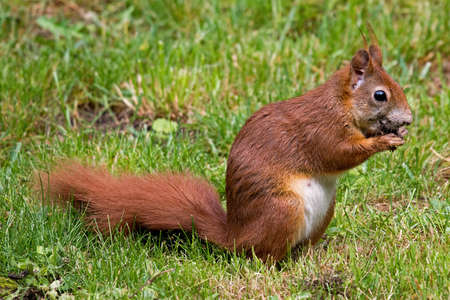Red Squirrel in the gardenの写真素材