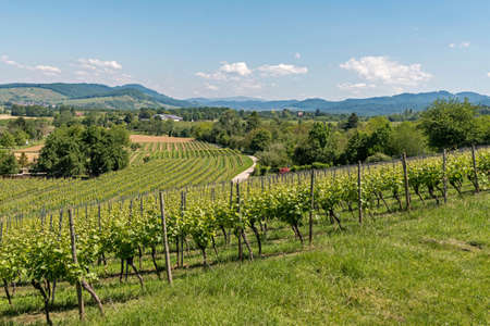 View into the Breisgau near Staufen, Baden-Wurttemberg, Germanyの写真素材