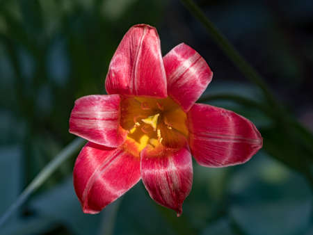 red and yellow flowerの写真素材