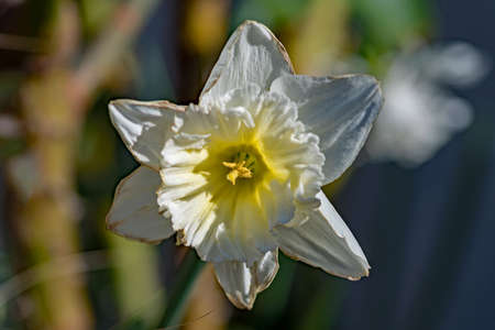 white narcissus flowerの写真素材