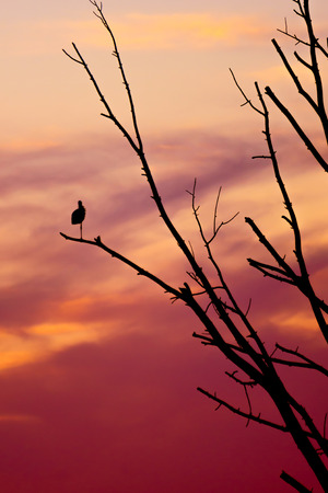 Sunsetの写真素材