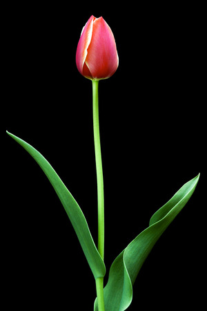Tulipの写真素材