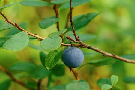 Blueberryの写真素材