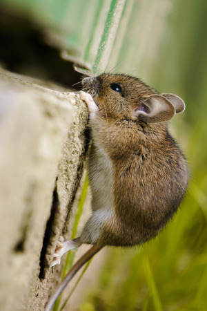 Mouseの写真素材