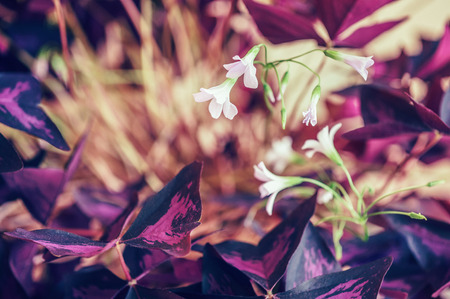 Flowering houseplant by triangular purple leavesの写真素材