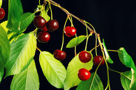 Ripe cherries hanging on a branch. Isolated on a black background.の写真素材