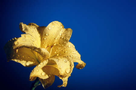 Flowers lily close up shotの写真素材
