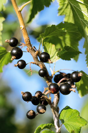 currant berries growing on a branchの写真素材