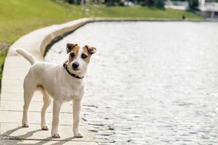 Walking dog at a parkの写真素材
