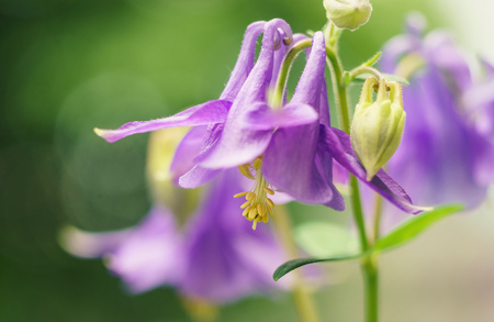 Flower of purple aquilegia close-upの写真素材