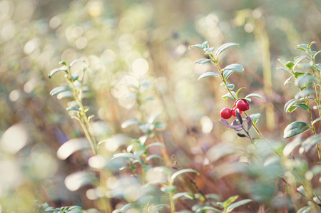 Red berries of cranberries grow on bushes in the forest.の写真素材