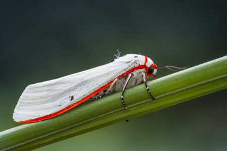 Red stripped white moth/lepidotera perches on green stemの写真素材