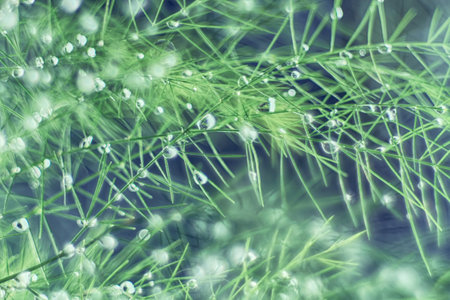 abstract background of green grass with dew drops - soft focus