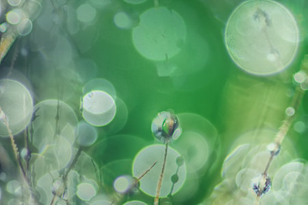 Abstract green background with bokeh defocused lights and shadow, shallow depth of field.