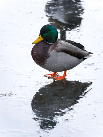 A beautiful closeup portrait photograph of a wild mallard duck standing on ice on a frozen pond in rural Wisconsin with reflection on the wet surface below.の写真素材