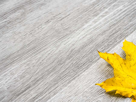 A real maple leaf with bright yellow color laying in the corner of image and isolated on a...