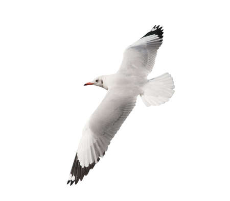Flying Seagull isolated on white background.の写真素材