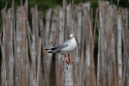 Seagull standing on a wooden pole in the middle of bamboo.の写真素材