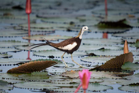 Pheasant-tailed Jacana - Jacana rufescensの写真素材