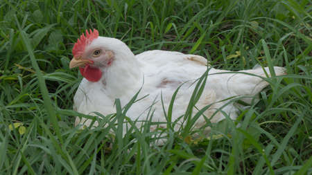 White hen in the green grass on the farm, close-upの写真素材