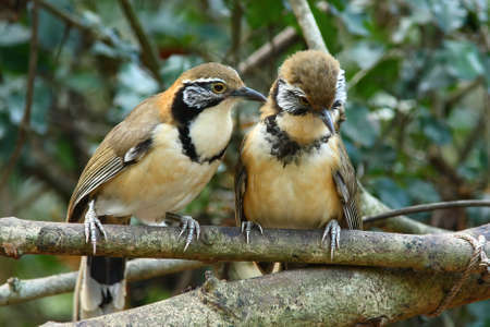 Pair of White-crested Laughingthrush in natureの写真素材