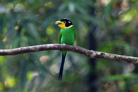Green-bellied Broadbill (Heteropterus leucophaeus)