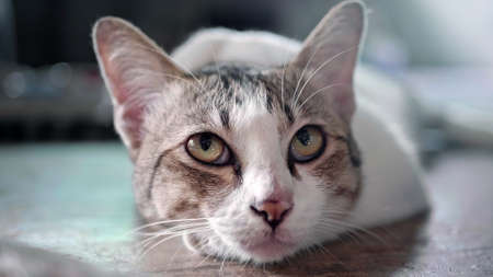 Close up of a cat looking at the camera. Selective focus.の写真素材