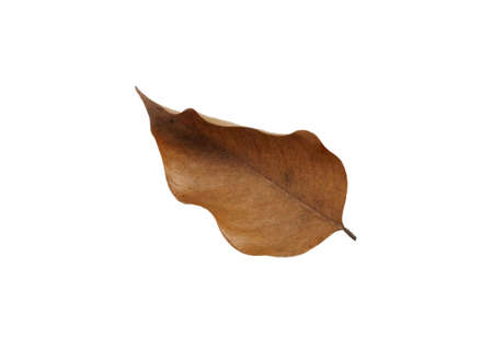 Dry brown leaf isolated on white background. Autumn season concept.の写真素材