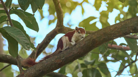 Squirrel on a tree. Variable squirrel on a tree in public park, Thailandの写真素材