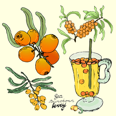Scented sea-buckthorn berries on a branch, sketch for package designのイラスト素材