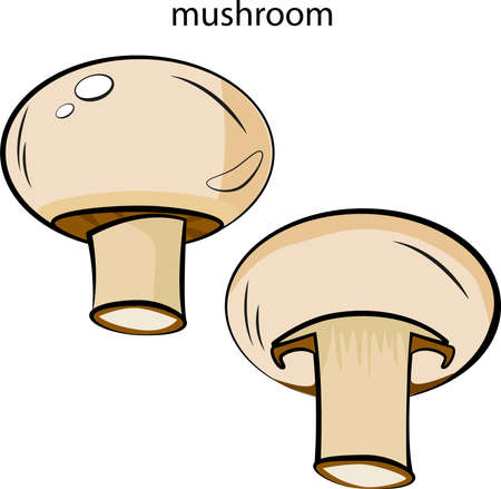 Mushroom champignon. Whole mushroom and mushroom in the section. A bright, colored image. Healthy food. A training card. Isolated vector illustration on a white background.のイラスト素材