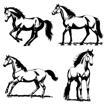 Vector image of horses. Vintage horse illustration.のイラスト素材