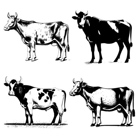 Vector image of a cow. Vintage illustration of cows and bulls.のイラスト素材