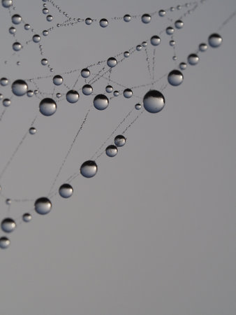 Spider web with dew drops close-up on a gray background