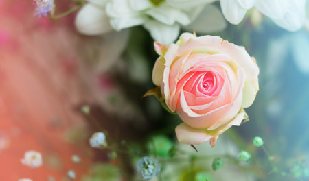 White roses and chrysanthemums on a white background. Bride's bouquet. background. Soft pastel colors. Background for postcards, invitations, and greetings.の写真素材