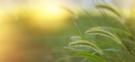macro photo of an autumn plant on a blurred background, a wide banner for the backgroundの写真素材