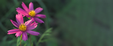 purple cosmea flowers, macro photography wide bannerの写真素材