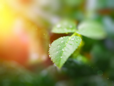 A small fresh drop of dew close-up on a green sheet of bush rose is a sunny glare horizontal image of a blurry background defocus macrophotography of nature summer gardening free space for textの写真素材