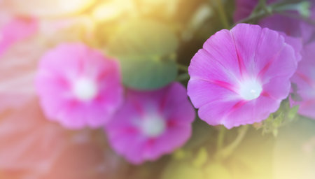 purple flowers ipomoeaの写真素材