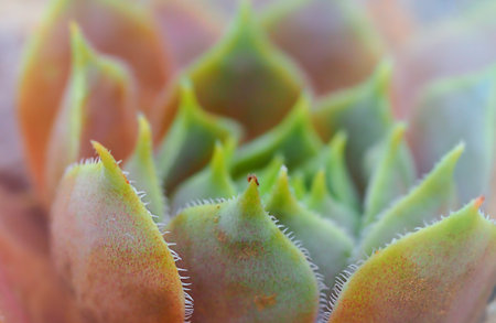 green pink succulent echeveria close-up, macro photography, abstract natural backgroundの写真素材