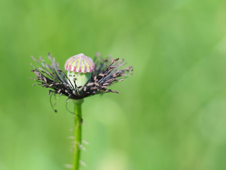 ????????? ??????? ????, ???? ?????? ??? ?????????, ????????の写真素材