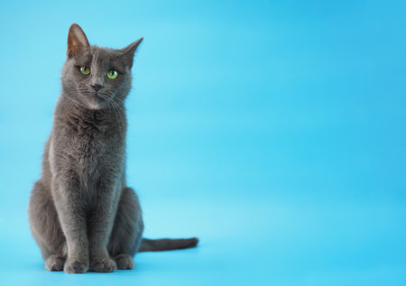 Gray short-haired cat breed Russian blue sits on a blue background, horizontal wide banner with soft selective focus, blurred background, minimalism, free space for textの写真素材