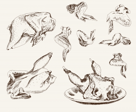 chicken breedingのイラスト素材