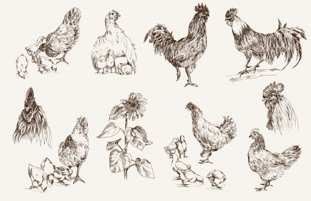 chicken breeding  set of vector sketchesのイラスト素材