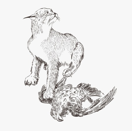 young lynx hunting  vector sketchのイラスト素材