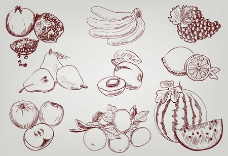 compilation of vector sketches of fruitのイラスト素材