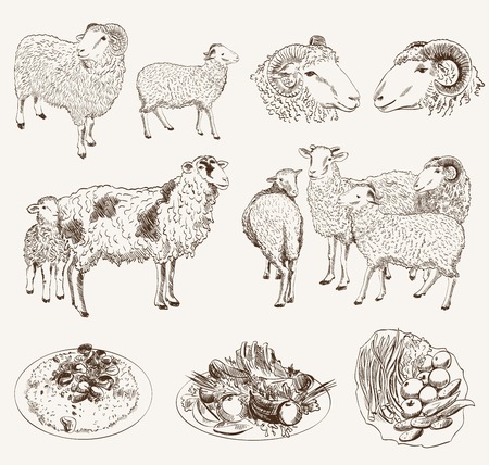sheep breeding. set of vector sketches on a white backgroundのイラスト素材