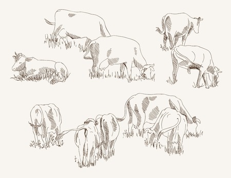 cow. animal husbandry. set of vector elementsのイラスト素材